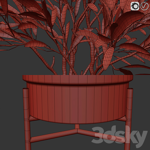 Olive trees 3 3d