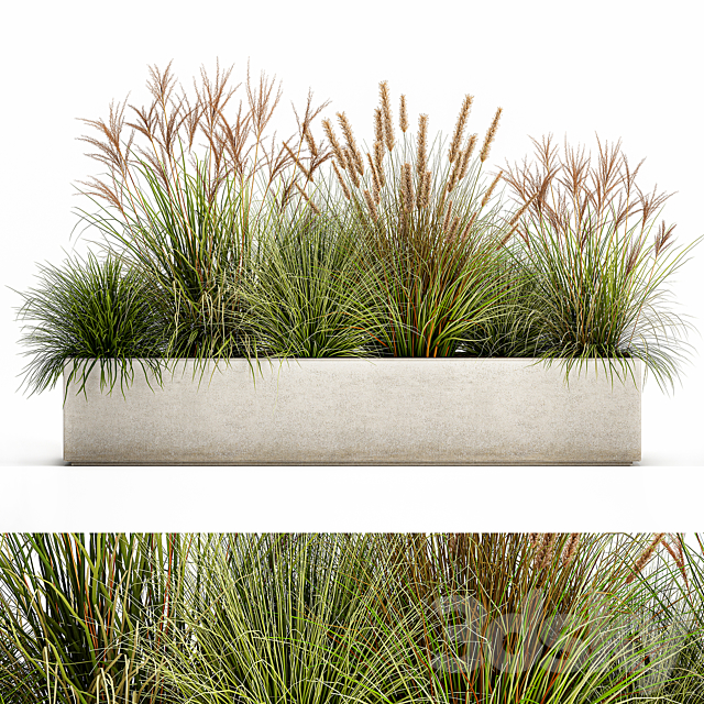 Collection of plants in a pot Pampas grass. reeds. flowerbed. landscaping. bushes. Set 1074. 3DSMax File - thumbnail 1