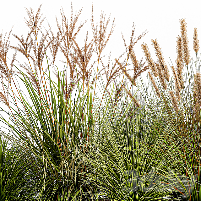 Collection of plants in a pot Pampas grass. reeds. flowerbed. landscaping. bushes. Set 1074. 3DSMax File - thumbnail 3