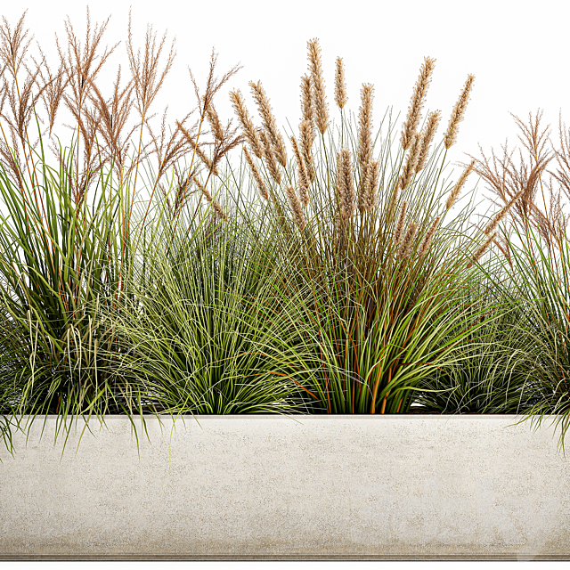 Collection of plants in a pot Pampas grass. reeds. flowerbed. landscaping. bushes. Set 1074. 3DSMax File - thumbnail 4