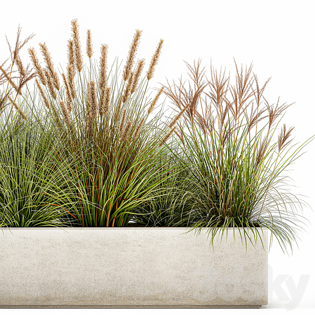 Collection of plants in a pot Pampas grass. reeds. flowerbed. landscaping. bushes. Set 1074. 3DSMax File - thumbnail 5