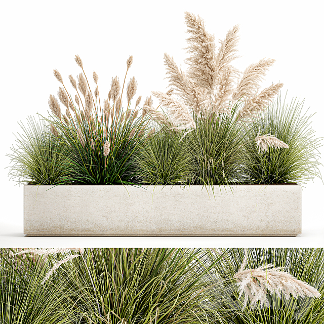 Collection of plants in a pot Pampas grass. reeds. bushes. landscape design. white. flowerbed. Set 1077 3DSMax File - thumbnail 1
