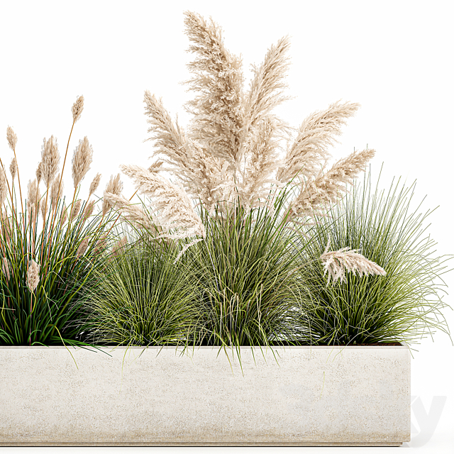 Collection of plants in a pot Pampas grass. reeds. bushes. landscape design. white. flowerbed. Set 1077 3DSMax File - thumbnail 2