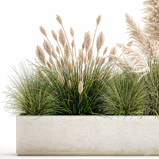 Collection of plants in a pot Pampas grass. reeds. bushes. landscape design. white. flowerbed. Set 1077 3DSMax File - thumbnail 3