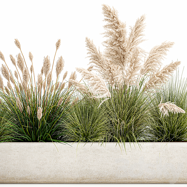 Collection of plants in a pot Pampas grass. reeds. bushes. landscape design. white. flowerbed. Set 1077 3DSMax File - thumbnail 4