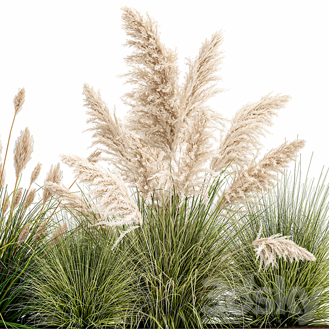 Collection of plants in a pot Pampas grass. reeds. bushes. landscape design. white. flowerbed. Set 1077 3DSMax File - thumbnail 5