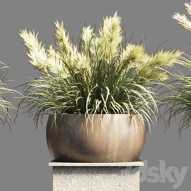 Collection outdoor indoor 70 pot palnt grass the dry pampas stand vase wooden 3DSMax File - thumbnail 3