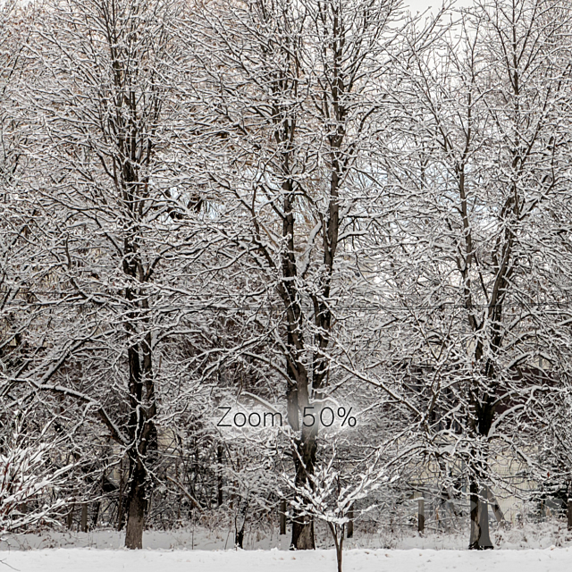 Panorama of the park and snow-covered trees. 45k 3DSMax File - thumbnail 3