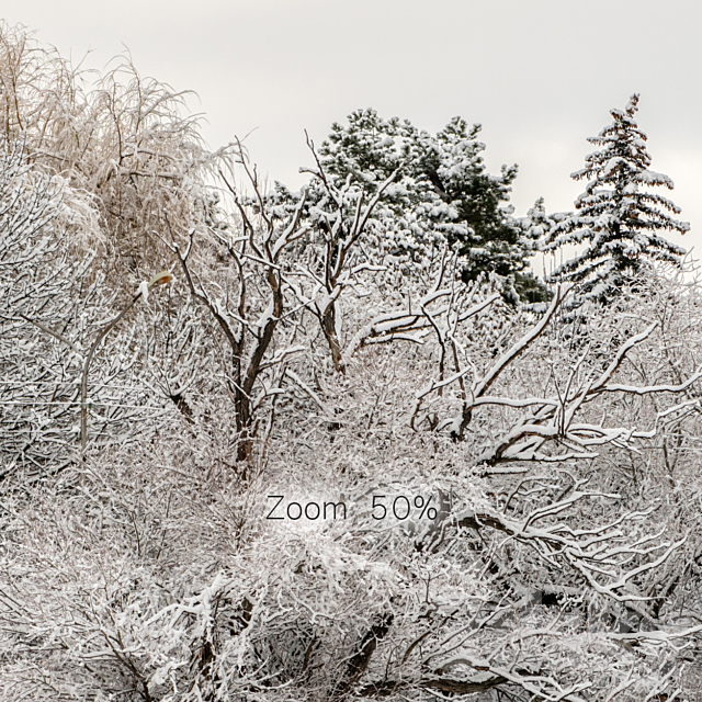 Panorama of the park and snow-covered trees. 45k 3DSMax File - thumbnail 6