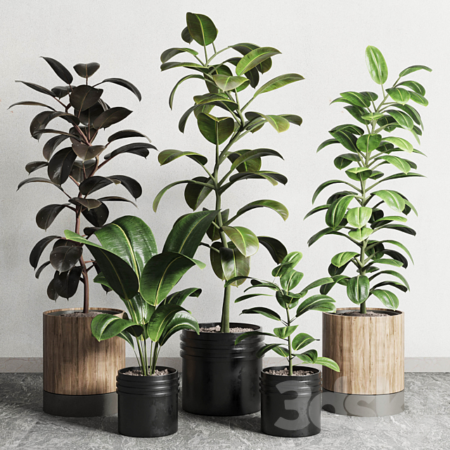 Ficus - Ficus rubbery plant 165_dirty wooden and plastic pots 3d