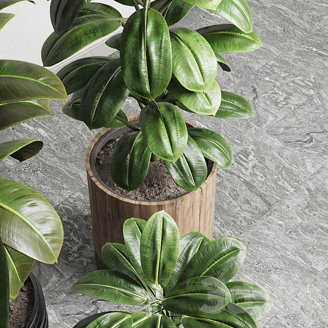 Ficus - Ficus rubbery plant 165_dirty wooden and plastic pots 3dsky