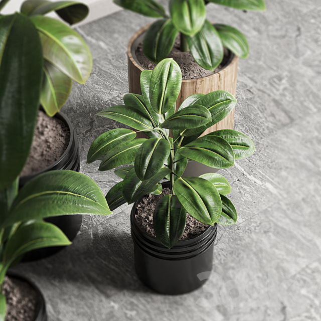 Ficus - Ficus rubbery plant 165_dirty wooden and plastic pots 3dskyfree