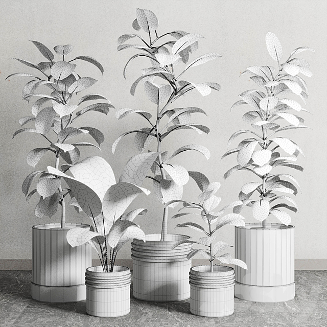 Ficus - Ficus rubbery plant 165_dirty wooden and plastic pots 3dmodel