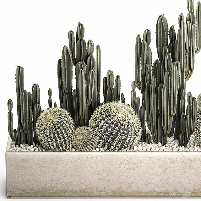 Collection of desert plants in a vase of cacti. cereus and echinocactus. barrel cactus. Set 1097. 3d