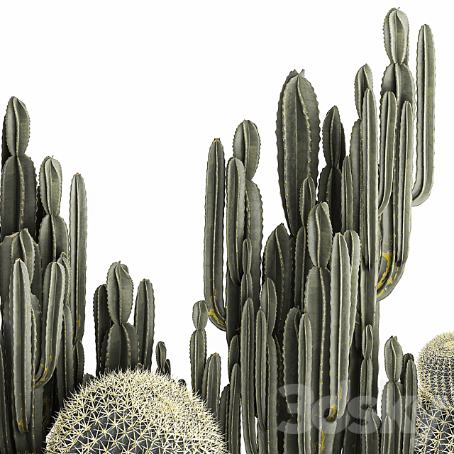 3ds Max Files | Collection Of Desert Plants In A Vase Of Cacti. Cereus ...