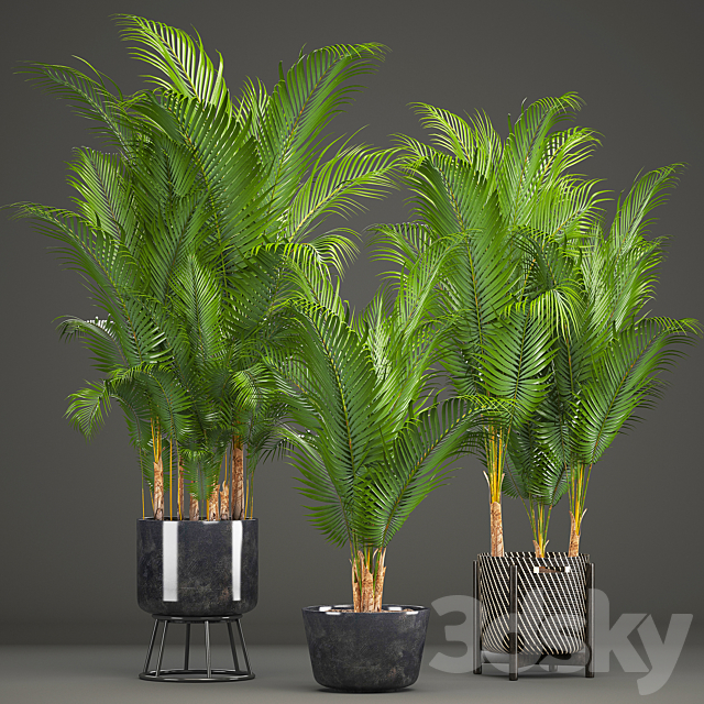 Plant collection 216. Howea forsteriana. palm tree. basket. black pot. indoor plants 3DSMax File - thumbnail 1