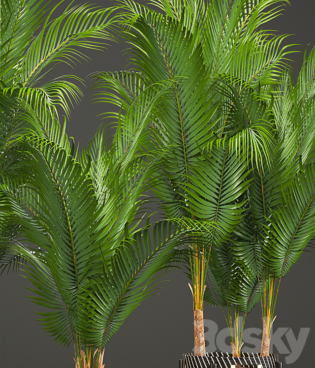 Plant collection 216. Howea forsteriana. palm tree. basket. black pot. indoor plants 3DSMax File - thumbnail 5