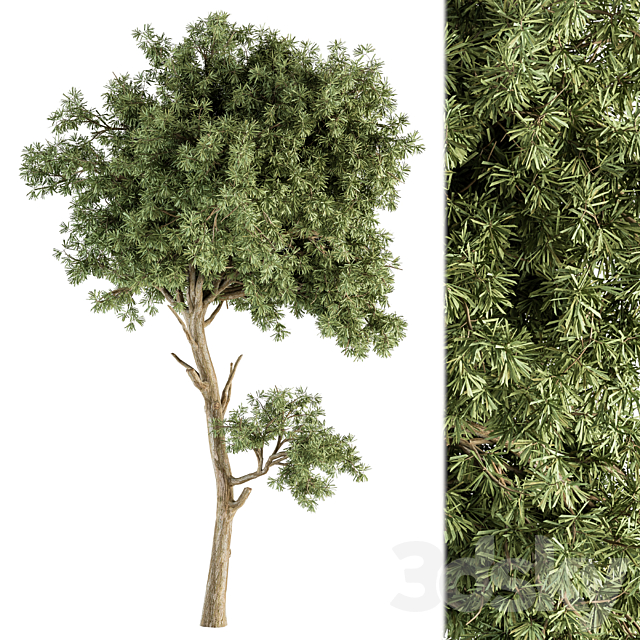 Small Tree Green Maple Needle – Set 71 3DSMax File - thumbnail 2