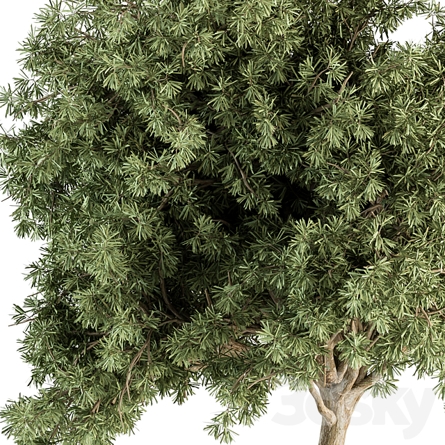 Small Tree Green Maple Needle – Set 71 3DSMax File - thumbnail 3