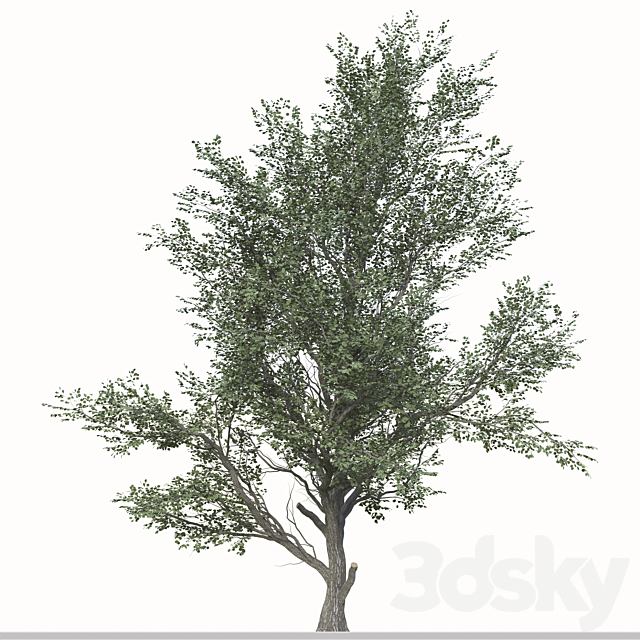 3dsky Free Download