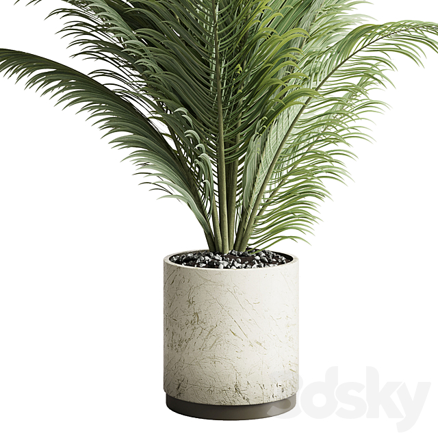 indoor plant pot palm concrete dirt vase 220 3DSMax File - thumbnail 2