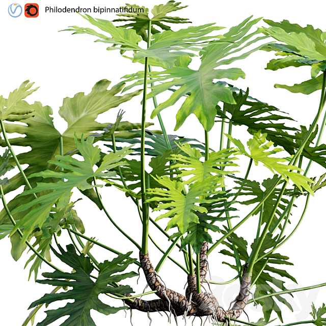 Philodendron bipinnatifidum - Philodendron selloum Split 02 3d