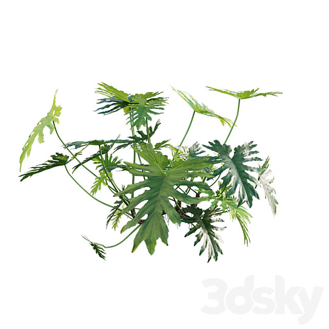 Philodendron bipinnatifidum - Philodendron selloum Split 02 3dsky