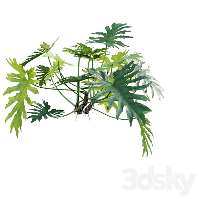 Philodendron bipinnatifidum - Philodendron selloum Split 02 3dskyfree