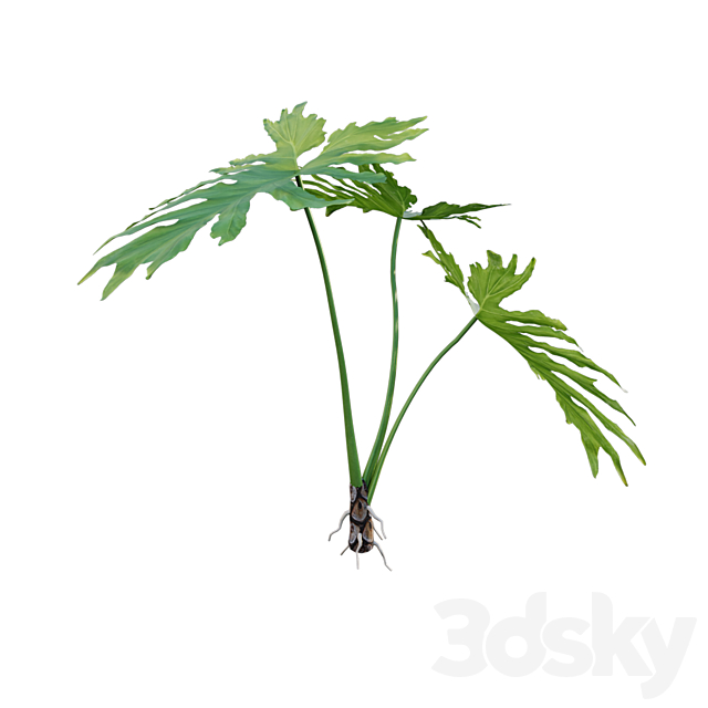 Philodendron bipinnatifidum - Philodendron selloum Split 02 3dmodel
