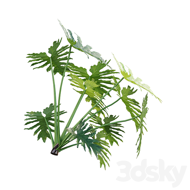 Philodendron bipinnatifidum - Philodendron selloum Split 02 3d Download