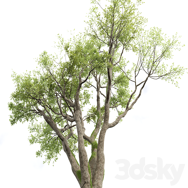 New Plant High detail Angel Oak Live Tree 3DS Max Model - thumbnail 4