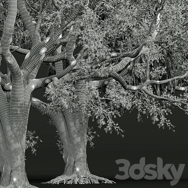 New Plant High detail Angel Oak Live Tree 3DS Max Model - thumbnail 5