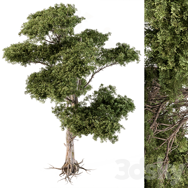 Tree Needle Acacia - Set 102 3d