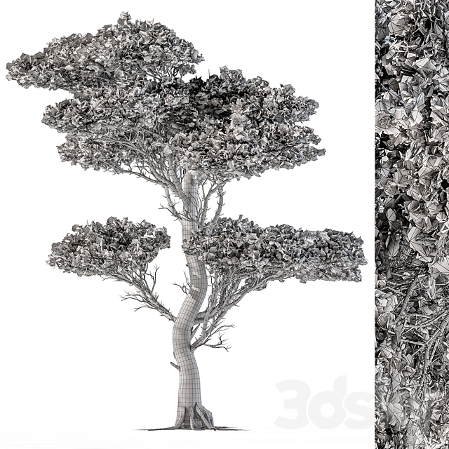 Tree Needle Acacia - Set 102 3dsky