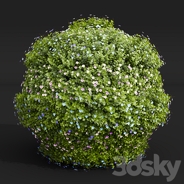 New Plant Bacopa Diffusa Sutera Decorative Ligustrum Quihoui Privet Pruned 3DS Max Model - thumbnail 2