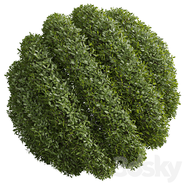 New Plant Bacopa Diffusa Sutera Decorative Ligustrum Quihoui Privet Pruned 3DS Max Model - thumbnail 4