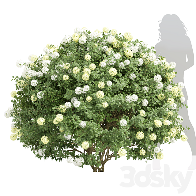 New Plant Edgeworthia Chrysantha Paperbush Viburnum Opulus Roseum Bush 3DS Max Model - thumbnail 2