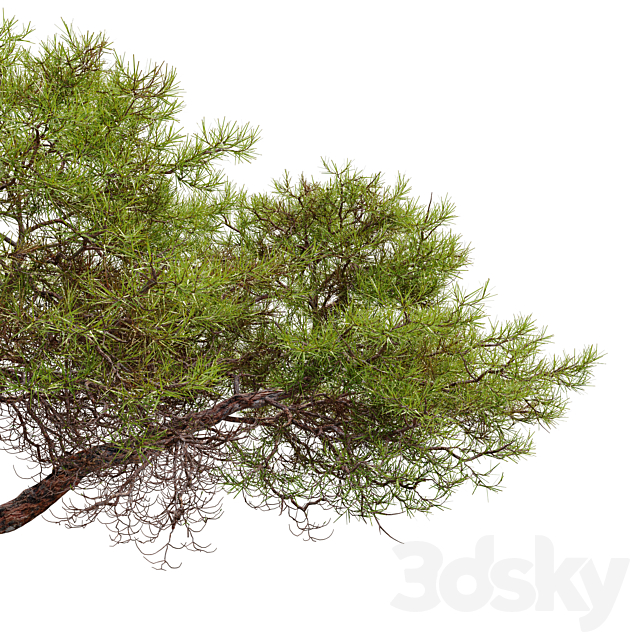 3dskyfree