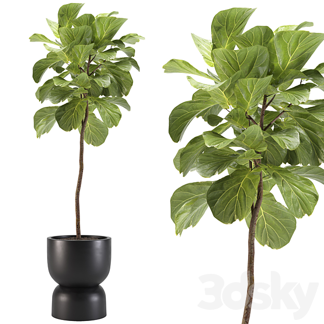 indoor plants-008-ficus 3DSMax File - thumbnail 1