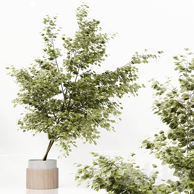 3D Model