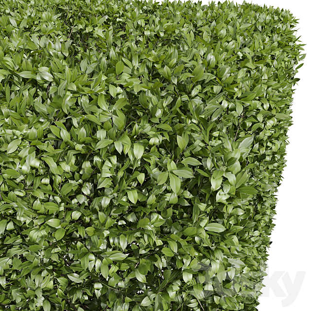Ligustrum Quihoui Privet and Ficus Concinna Bonsai Pruned 3DS Max Model - thumbnail 2
