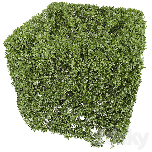 Ligustrum Quihoui Privet and Ficus Concinna Bonsai Pruned 3DS Max Model - thumbnail 5