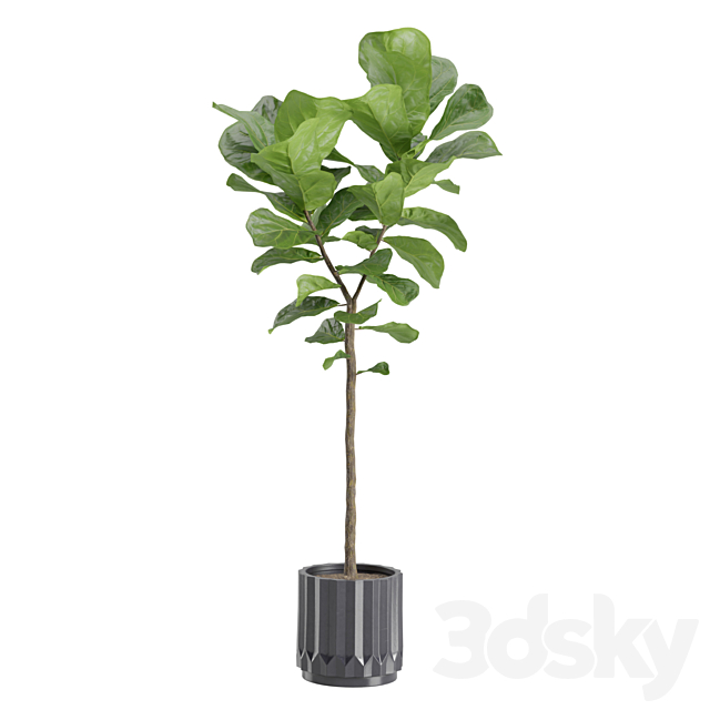 3dsky