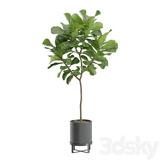 3d Download