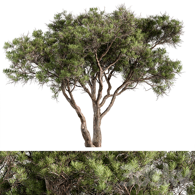 3dsky Free Download