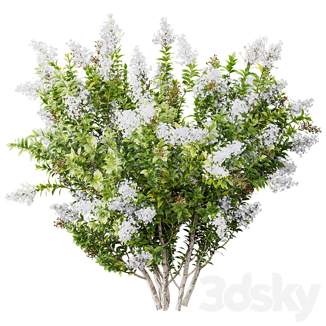 HQ Plants Myrtle White Flower little 3DS Max Model - thumbnail 2