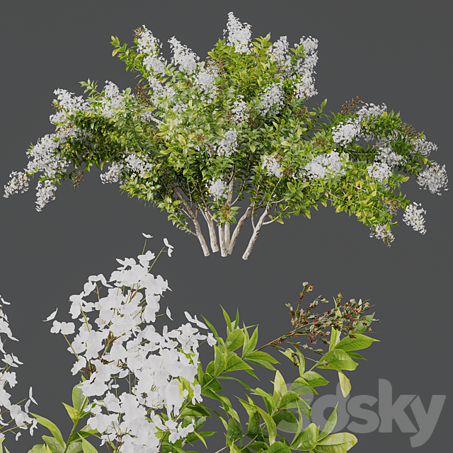 HQ Plants Myrtle White Flower little 3DS Max Model - thumbnail 3