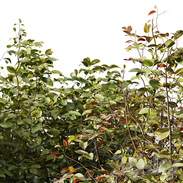 HQ Plants Cornus sanguinea 3DS Max Model - thumbnail 2