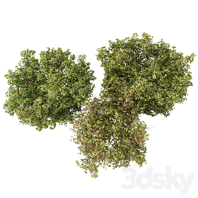 HQ Plants Cornus sanguinea 3DS Max Model - thumbnail 3