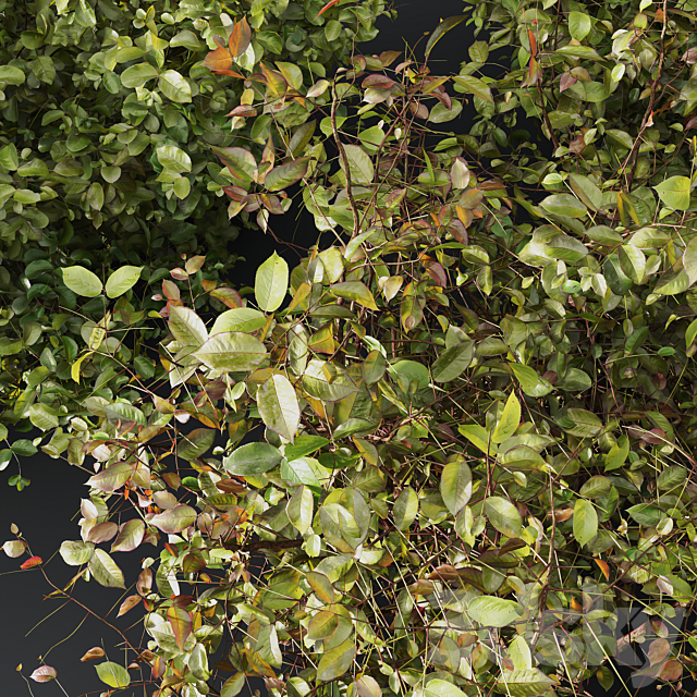 HQ Plants Cornus sanguinea 3DS Max Model - thumbnail 4